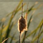 An einem Teich im Herbst...