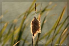 An einem Teich im Herbst...