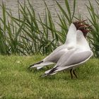 An einem Teich stehen zwei Möven.......