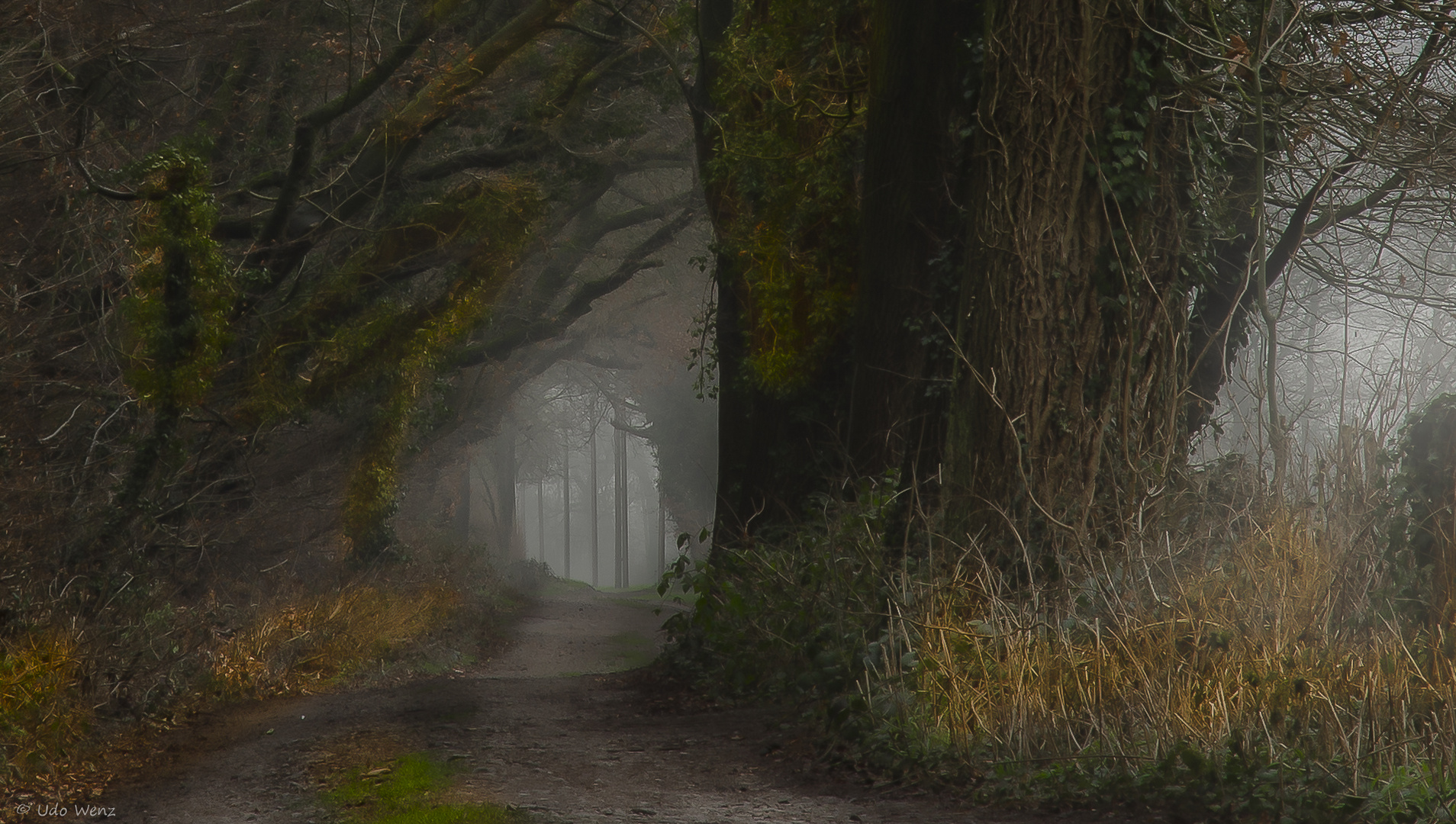 An einem trüben Tag Foto & Bild wald, bäume, winter Bilder auf
