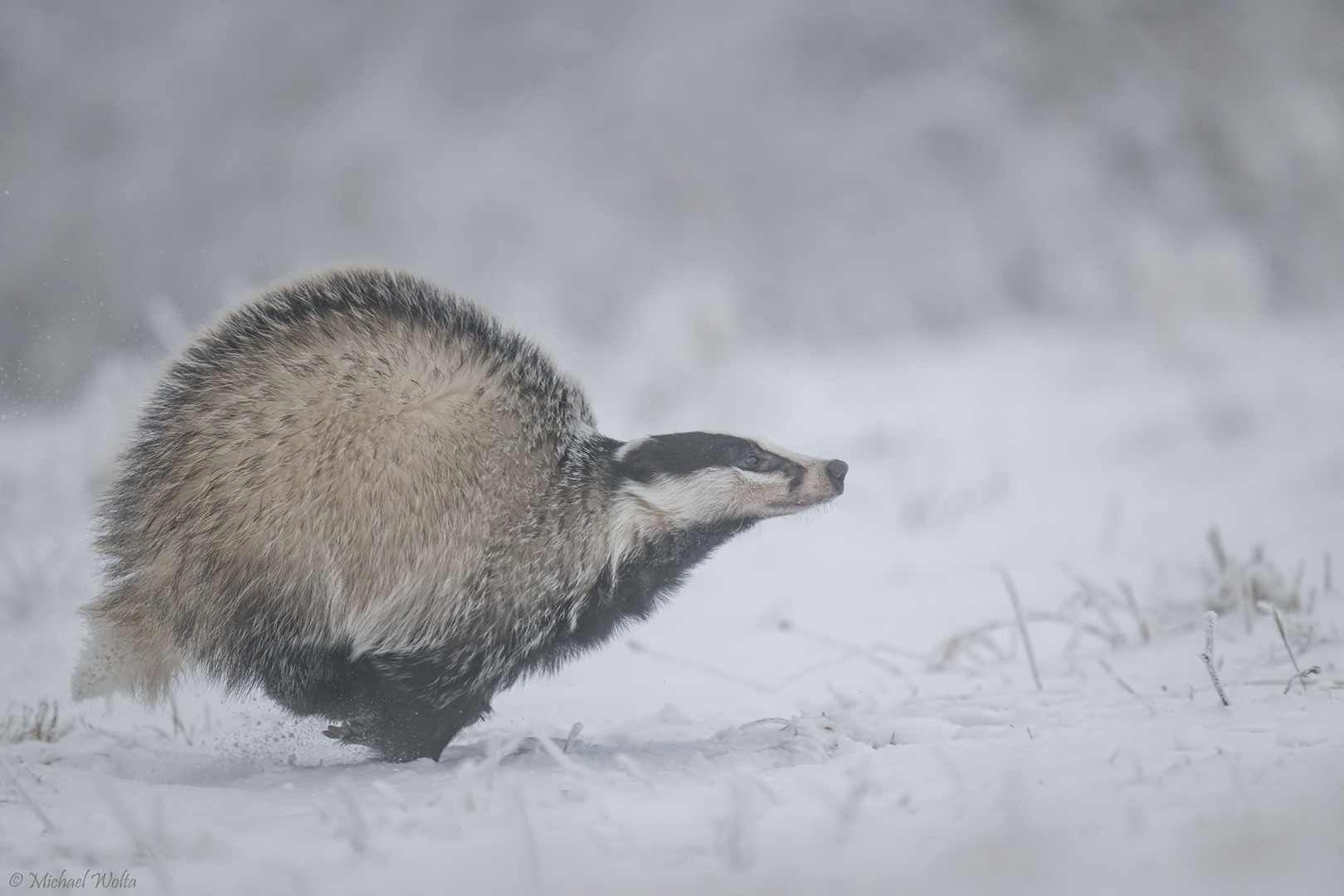 An einem trüben Wintermorgen 