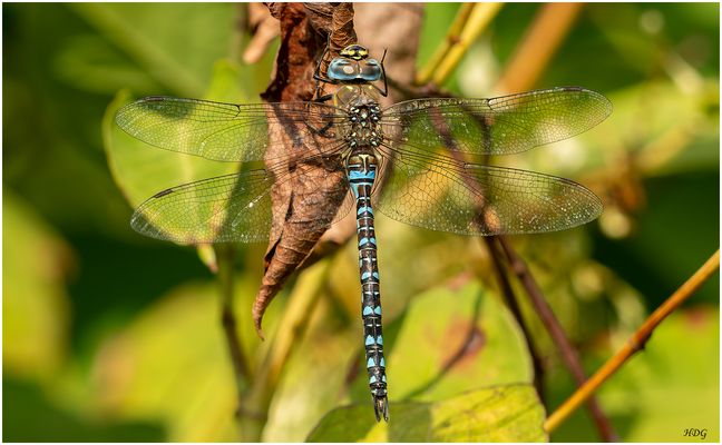 An einem vertrockneten ...