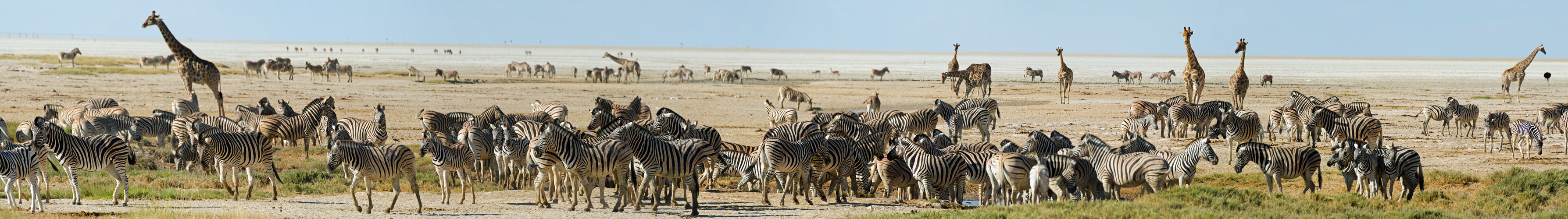 An einem Wasserloch im Etosha