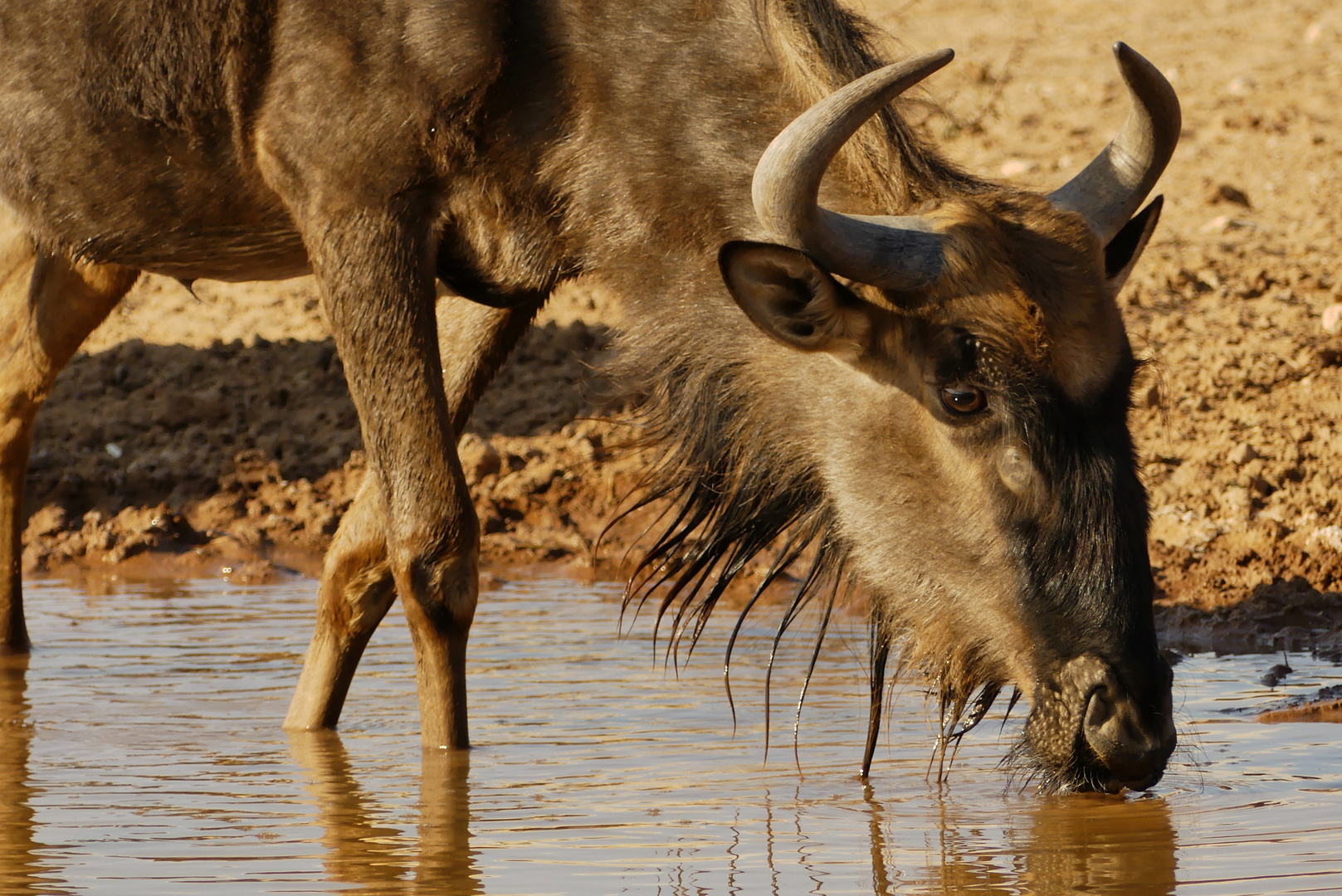 an einem Wasserloch in der Kalahari...