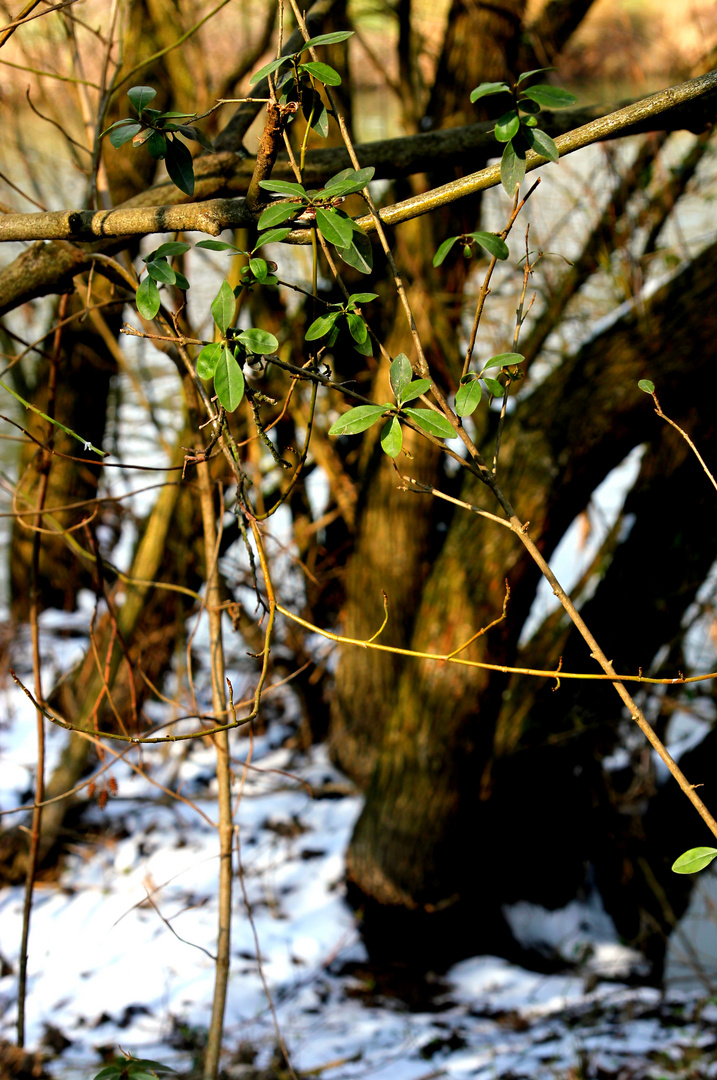 An einem winterlichen Frühlingstag