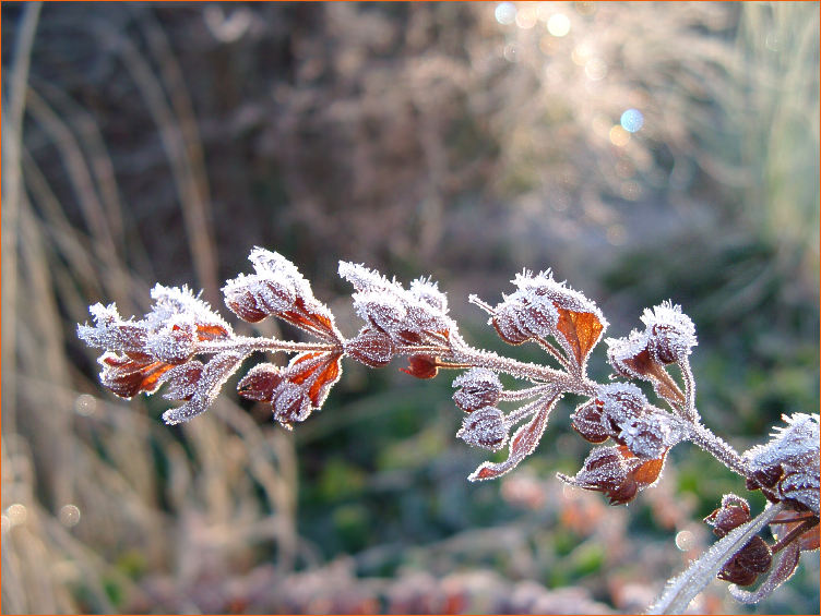 An einem Wintermorgen im Garten