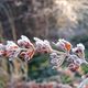 An einem Wintermorgen im Garten