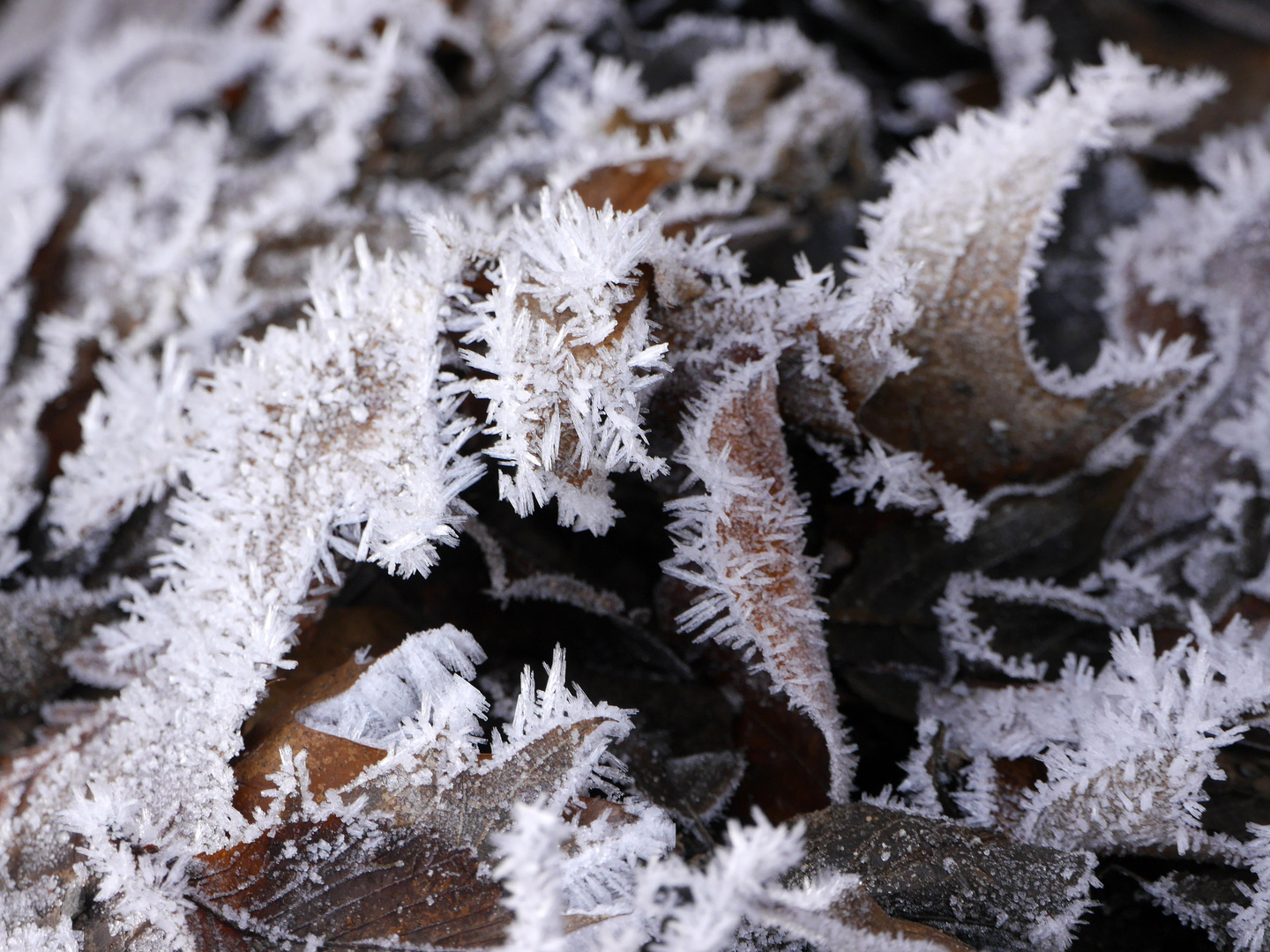 An einem Wintertag in der Flora (Köln) 1