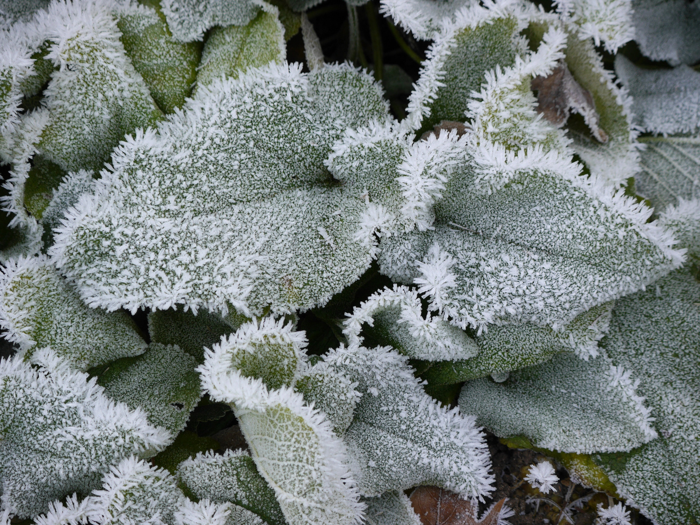 An einem Wintertag in der Flora (Köln) 2