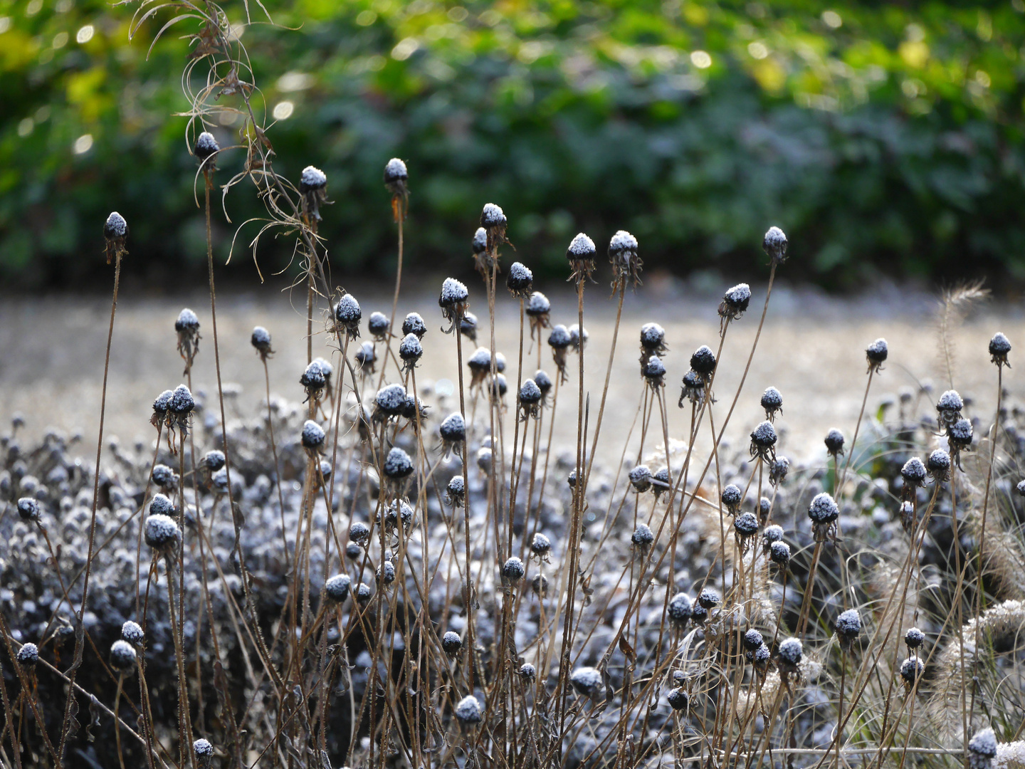 An einem Wintertag in der Flora (Köln) 3