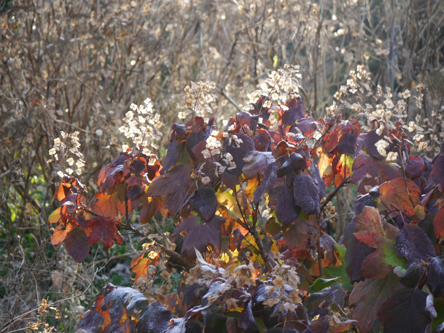 An einem Wintertag in der Flora (Köln) 5