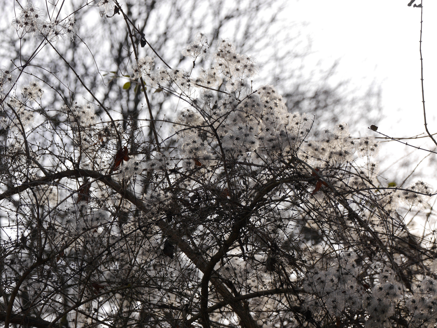 An einem Wintertag in der Flora (Köln) 6