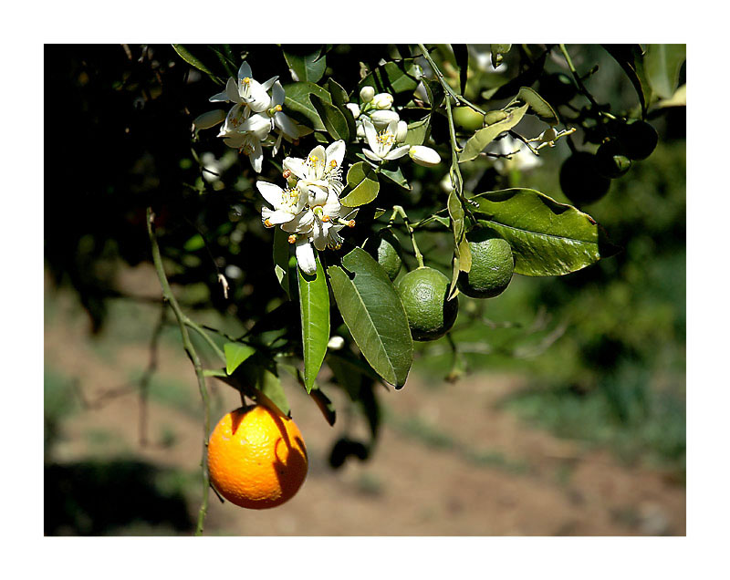 An einem Zweig: Apfelsinenblüte und Frucht