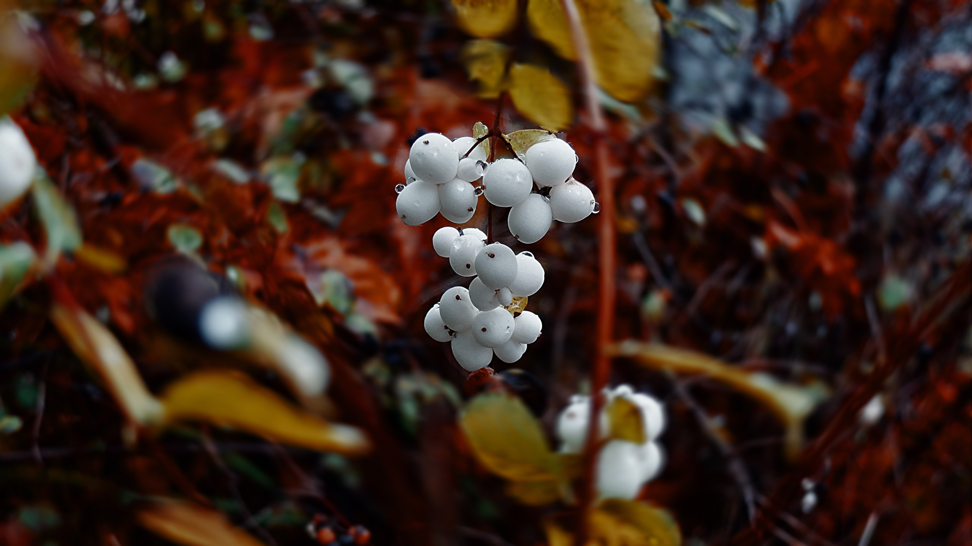 An einen Herbsttag