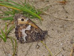 an einer anderen Stelle auf Sylt