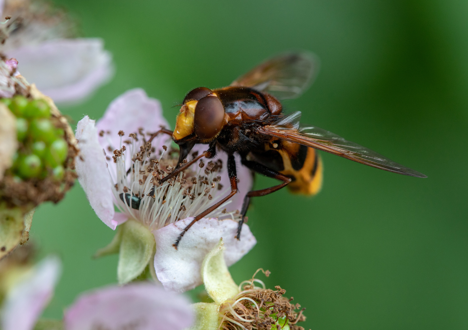 An einer Brombeerblüte