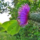 an einer Distel