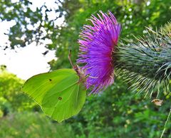 an einer Distel