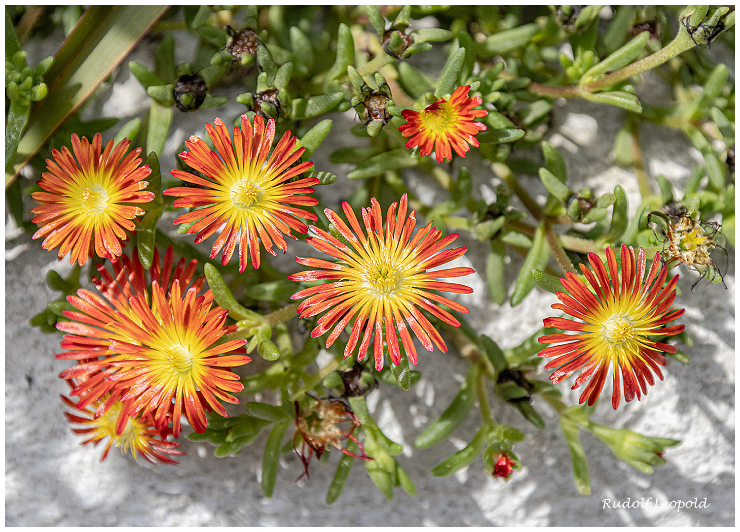 an einer Gartenmauer