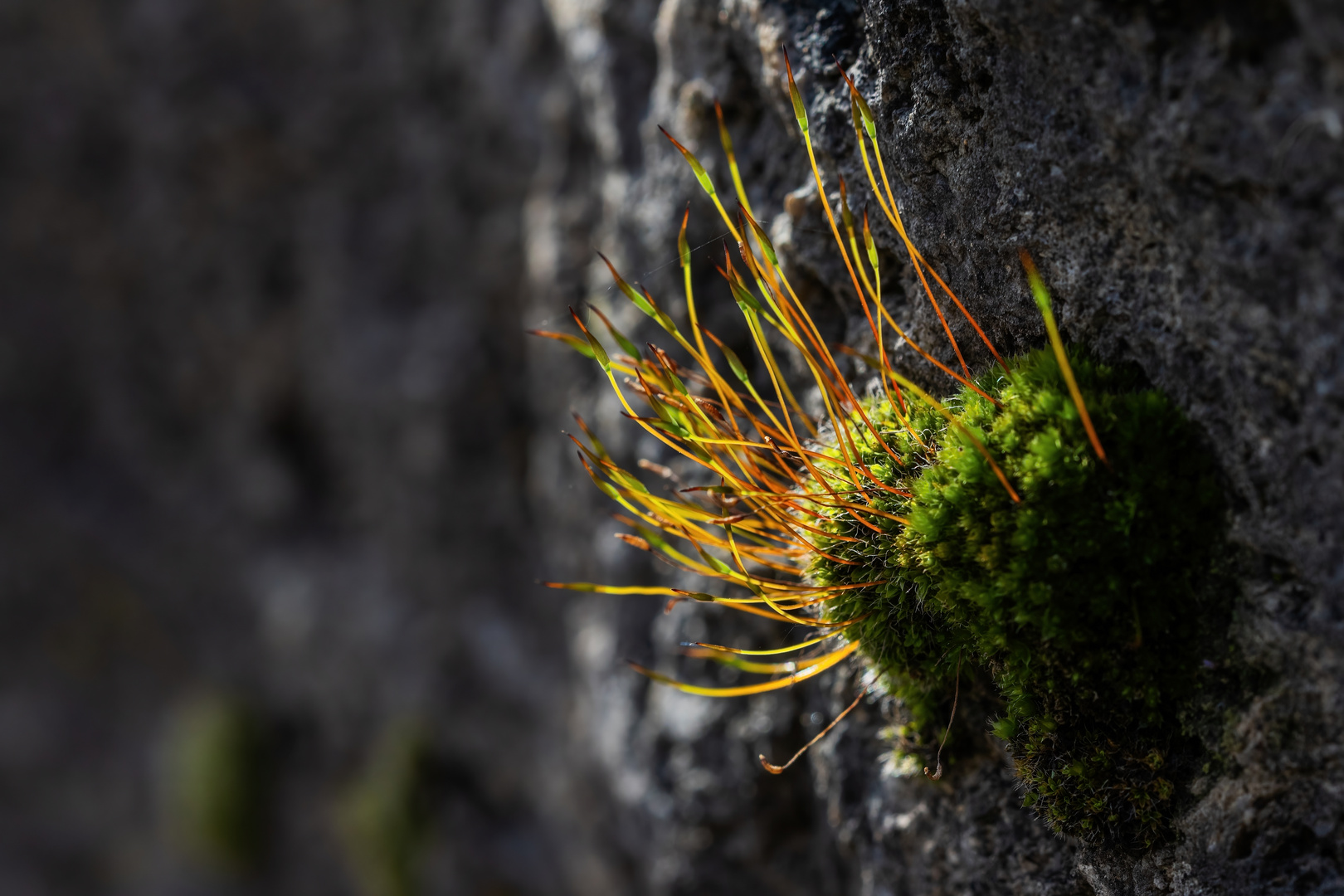 An einer Mauer