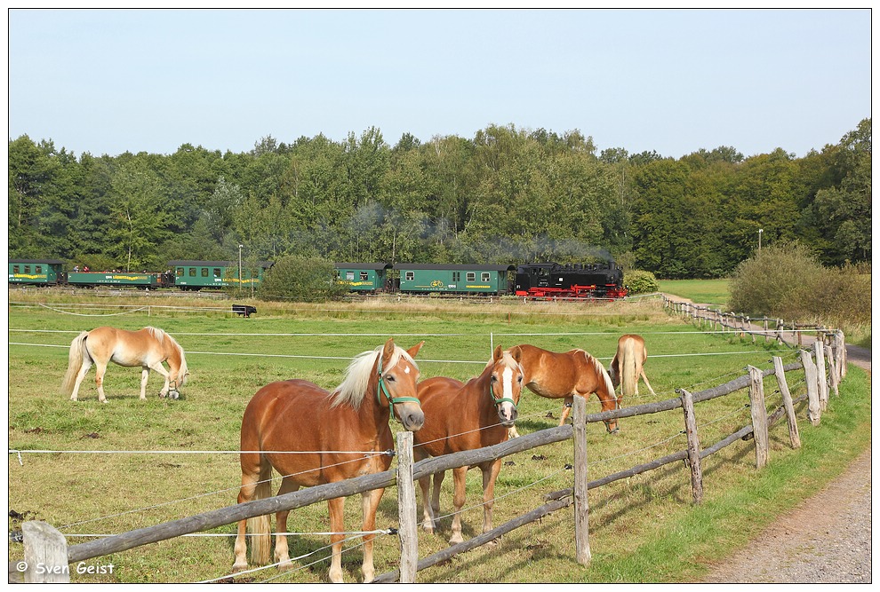 An einer Pferdekoppel in Cunnertswalde Foto & Bild schmalspur