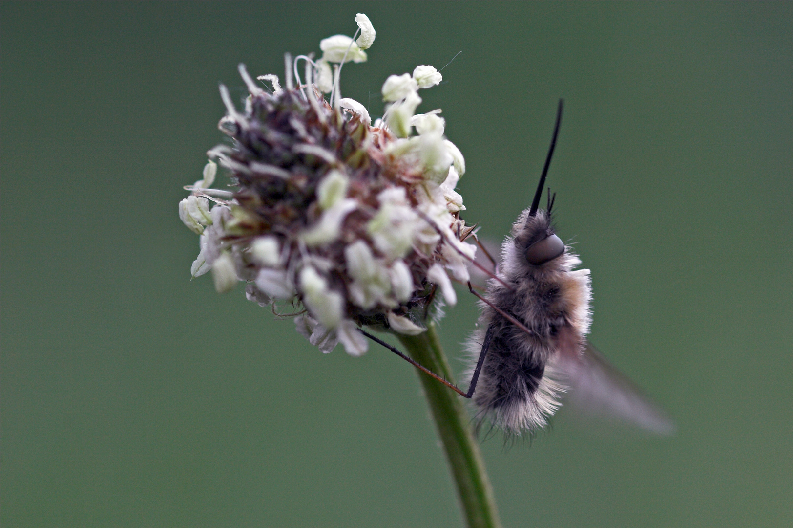 An einer Spitzwegerichblüte