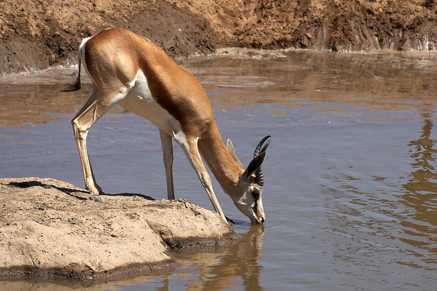 an einer Wasserstelle ...