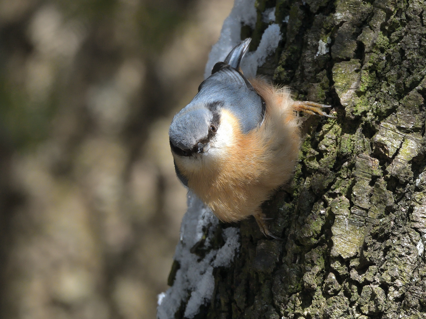 An eines Baumes Rinde