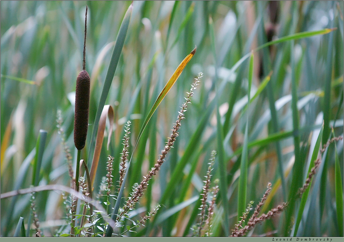 An elegant swamp