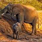 An elephant mother with her little baby.