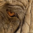 An elephant's eye