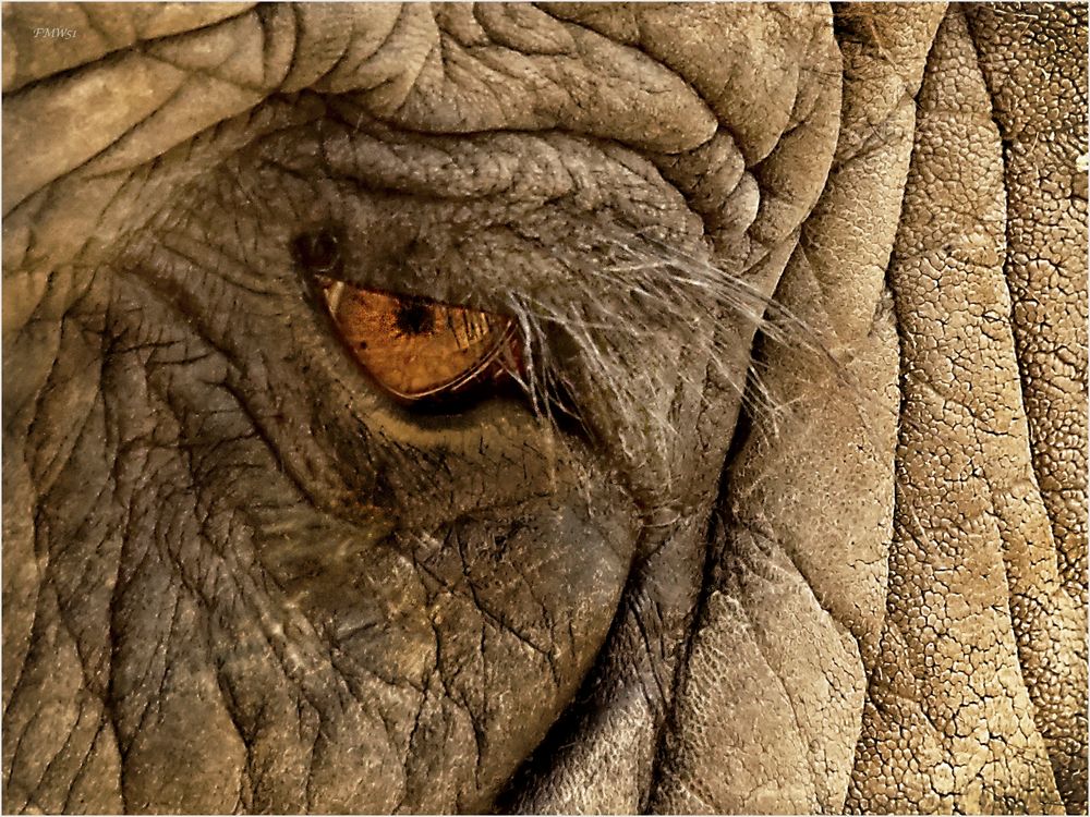 An elephant's eye Foto & Bild tiere, zoo, wildpark & falknerei