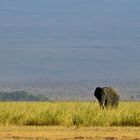 An elephant's neighborhood