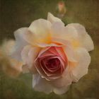 An English rose...