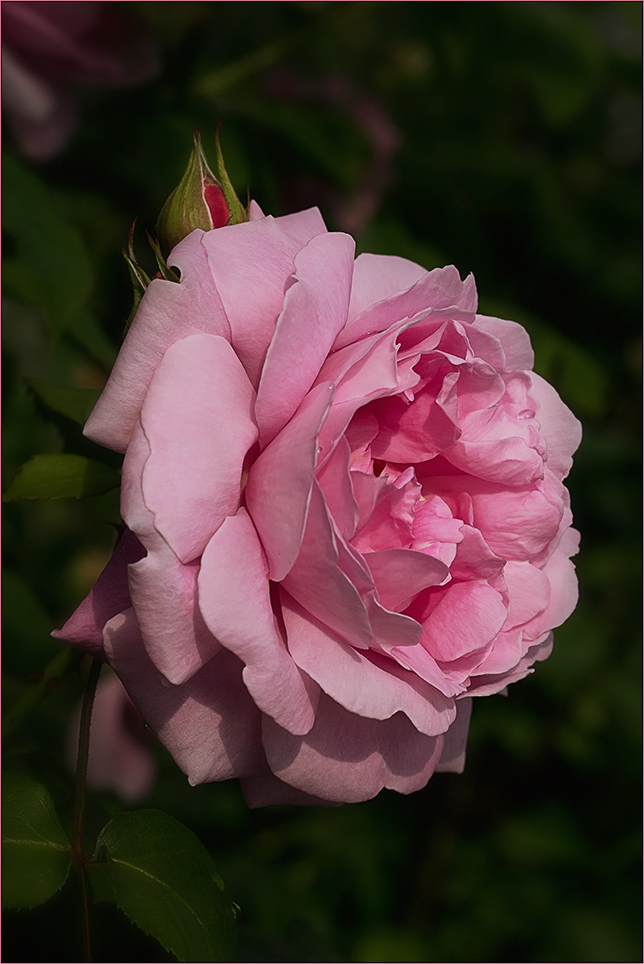 An english Rose ...