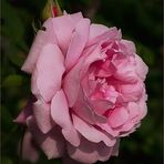 An english Rose ...