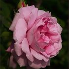 An english Rose ...