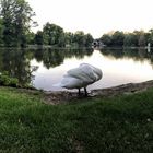 An evening at swan lake