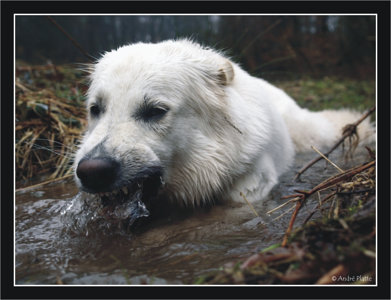 An frischen Wasserquellen