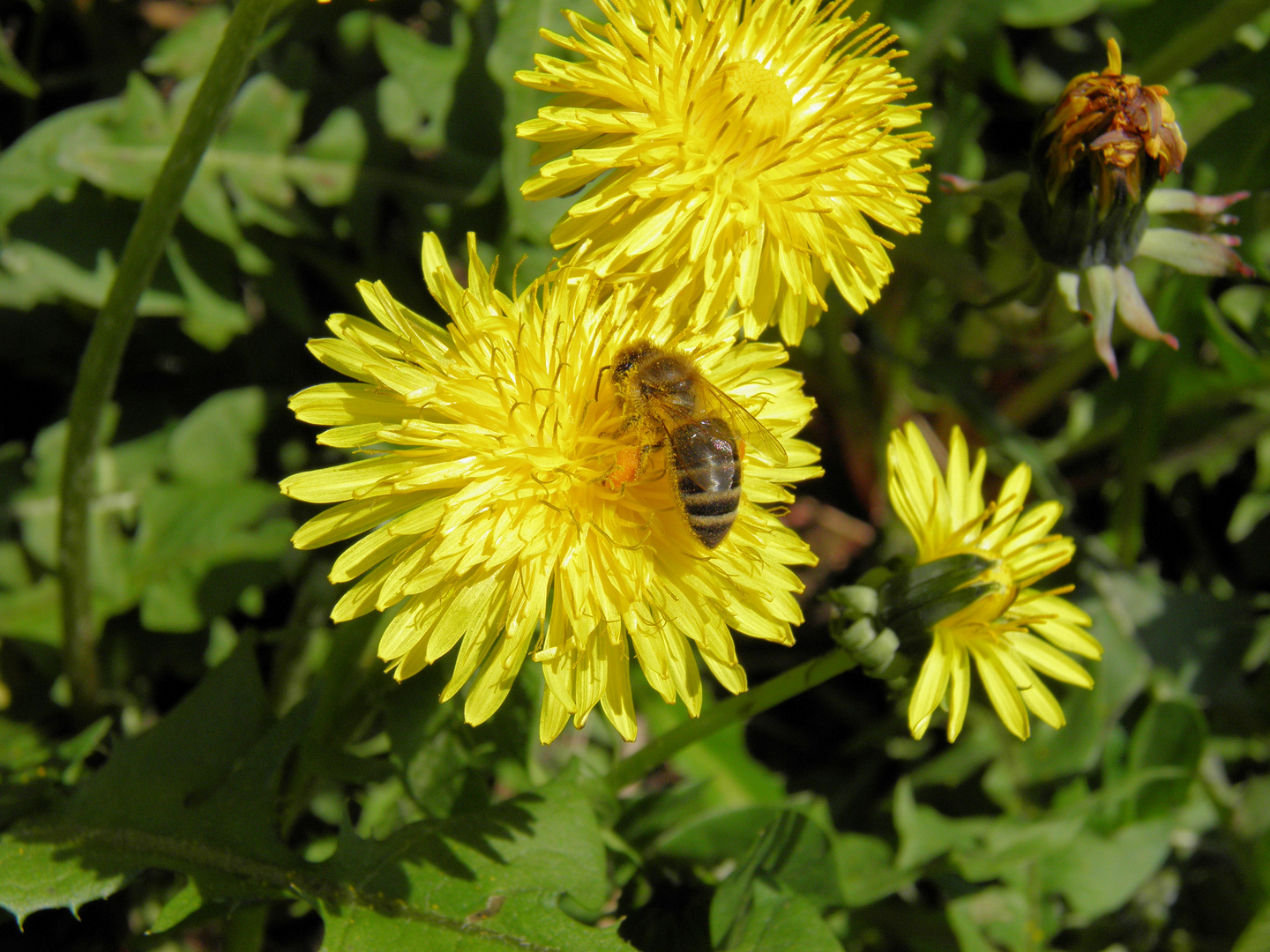 An hardworking bee