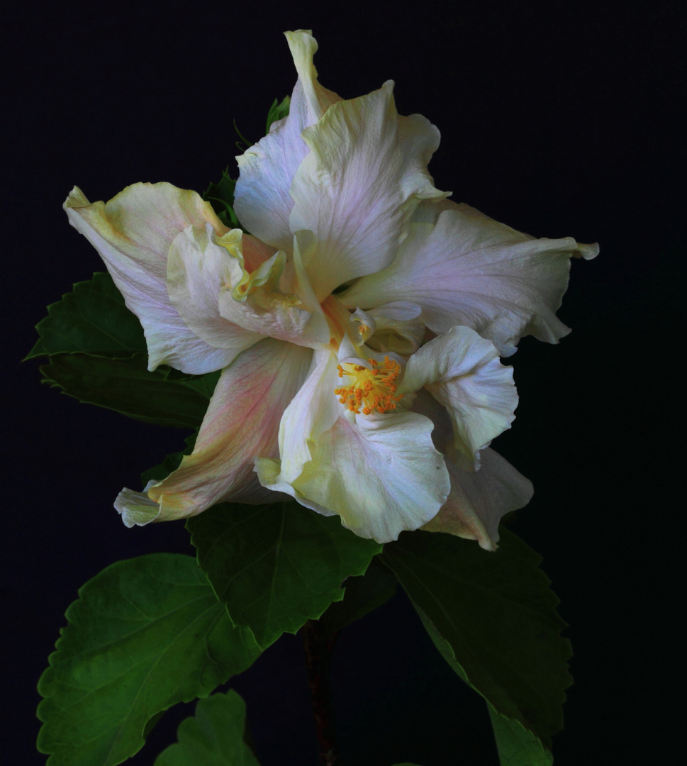 An Hibiscus flower