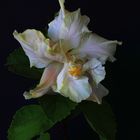 An Hibiscus flower