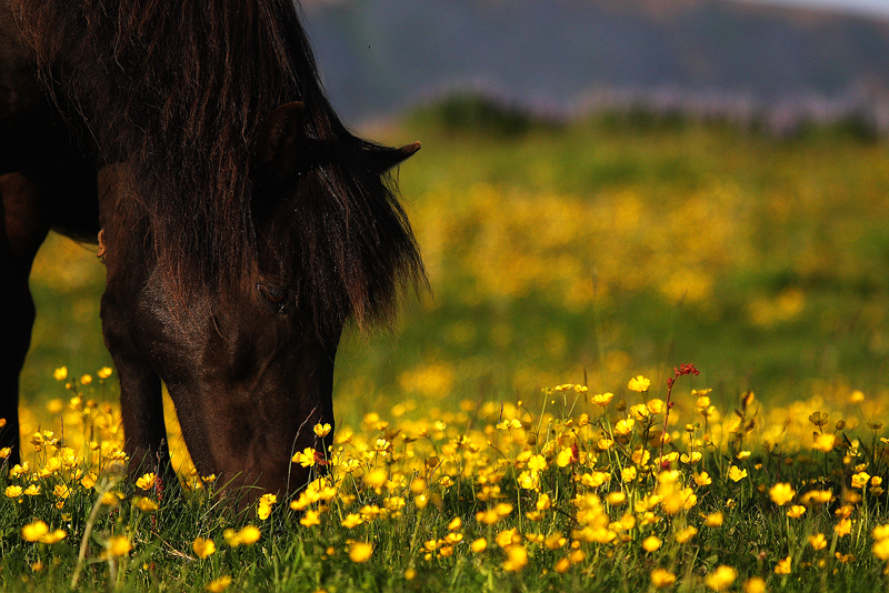 An horse with no name...