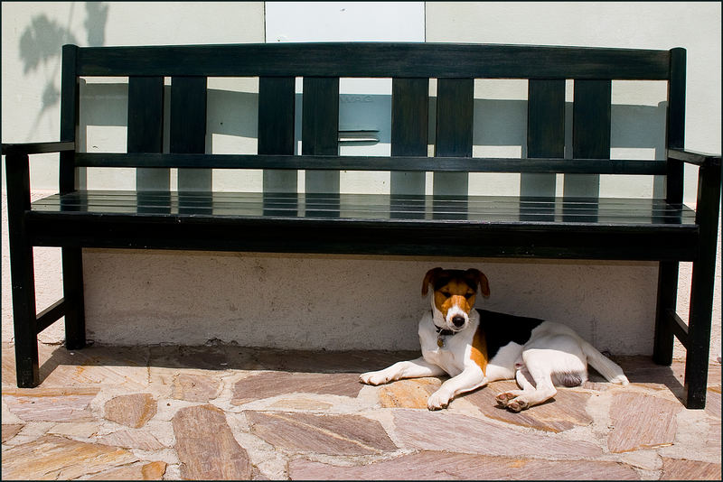 ...an "Hundstagen" hilft nur Schatten...