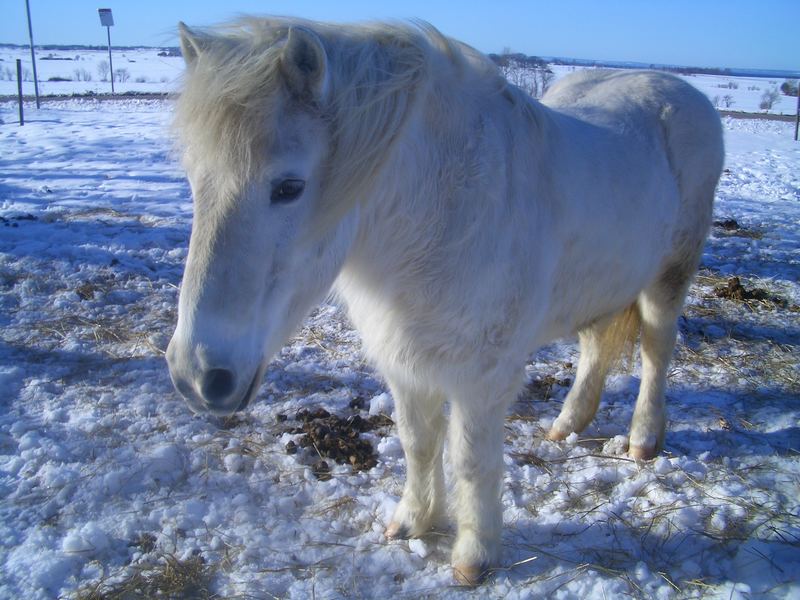 An icelandic horse