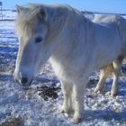 An icelandic horse