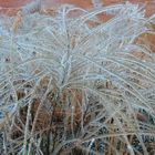 an icy bouquet ...