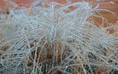 an icy bouquet ...