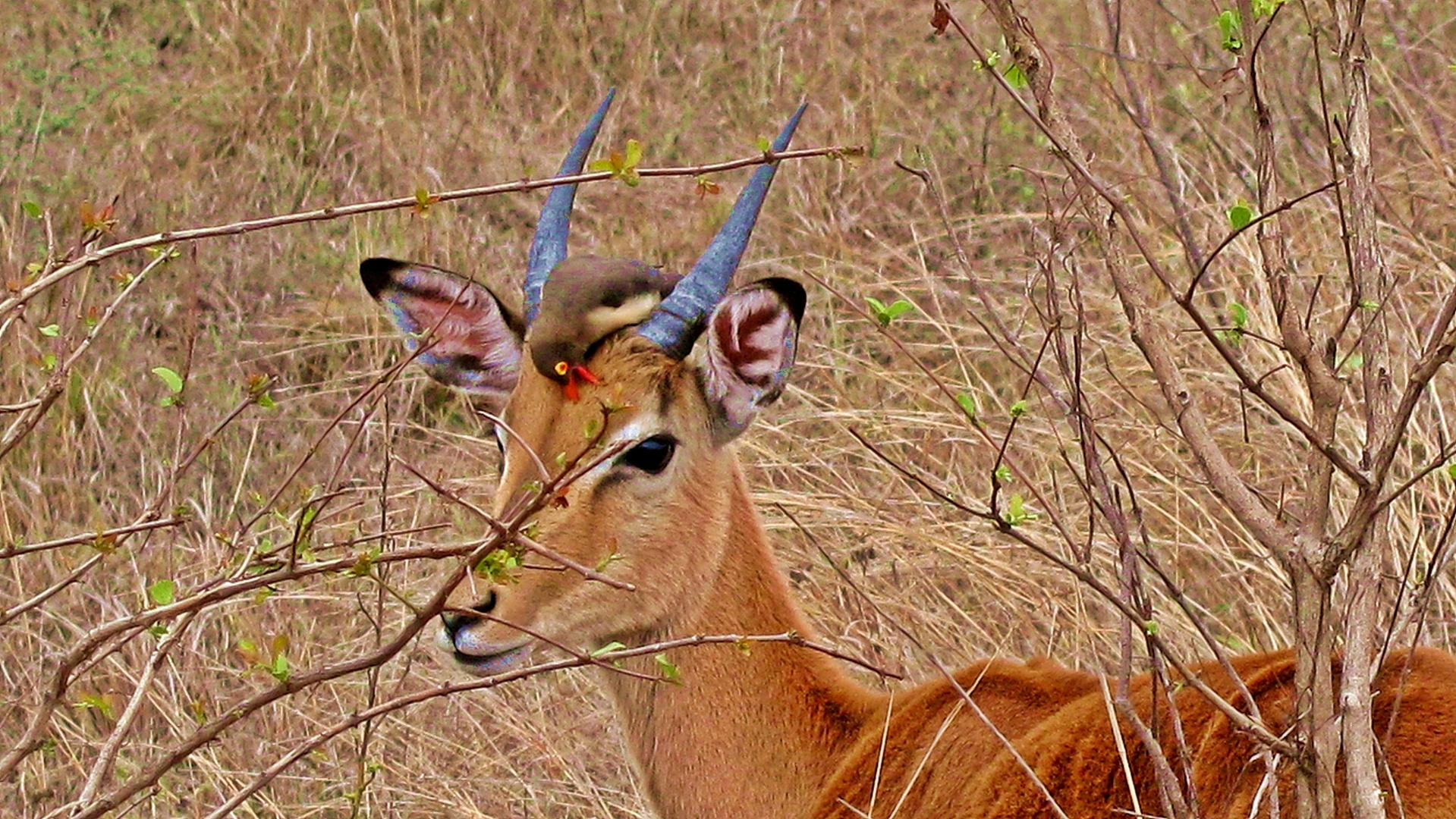 An Impala and its parasit...