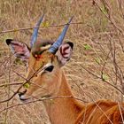 An Impala and its parasit...